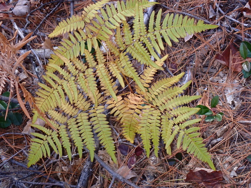 Pteris observed 2026-10-28