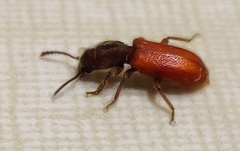 Zenodosus sanguineus