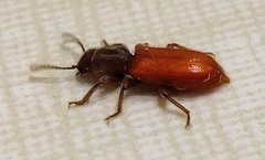 Zenodosus sanguineus