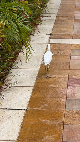 Bubulcus ibis observed 2026-10-28