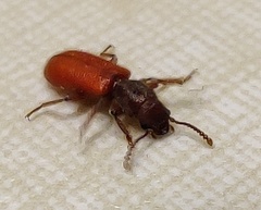 Zenodosus sanguineus