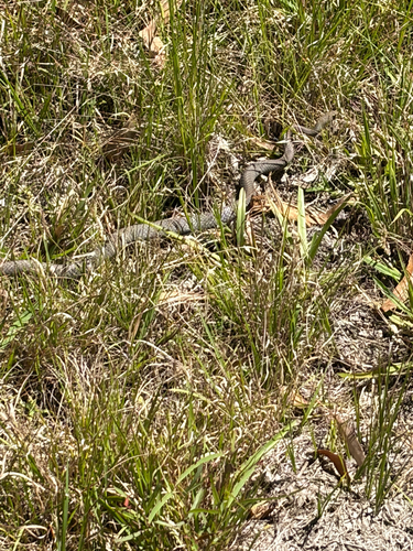 Serpentes observed 2026-10-29