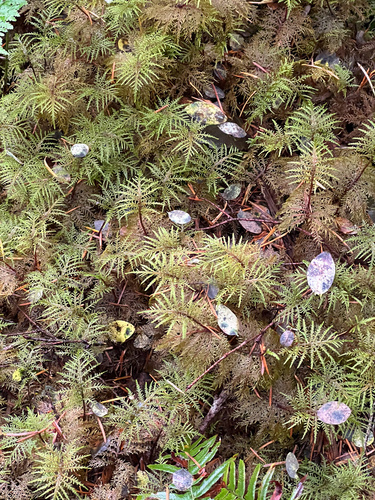 Hylocomium splendens observed 2026-10-27