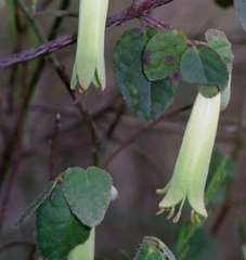 Correa reflexa reflexa