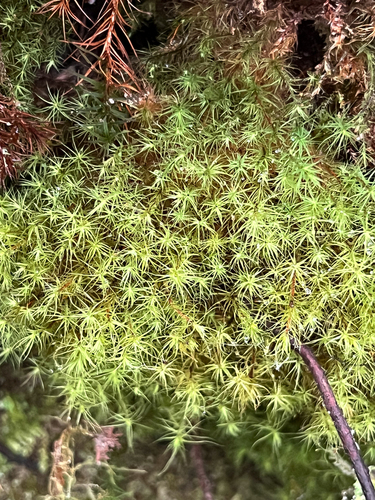 Bartramia pomiformis observed 2026-10-27