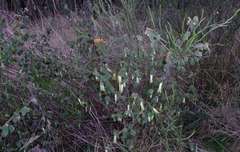 Correa reflexa reflexa