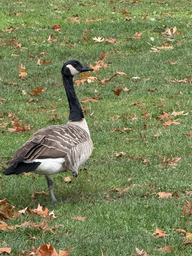 Branta observed 2026-10-28