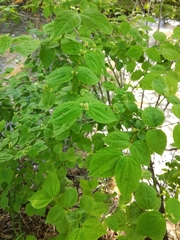 Philadelphus tenuifolius