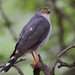 Little Sparrowhawk - Photo (c) Ian White, some rights reserved (CC BY-NC-SA)