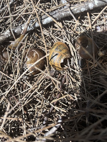 Cornu aspersum observed 2026-10-29