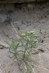 Vincetoxicum sibiricum