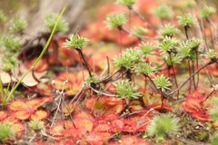 Drosera tubaestylis
