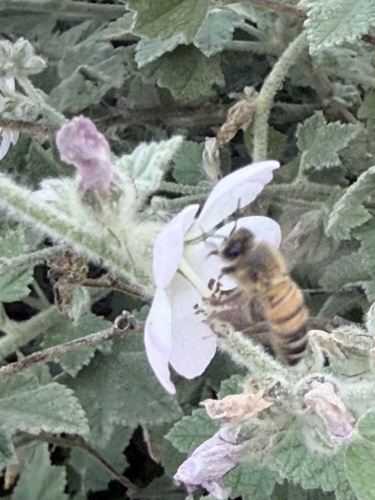 Apis mellifera photograph by the iNaturalist community