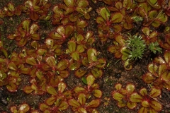 Drosera tubaestylis