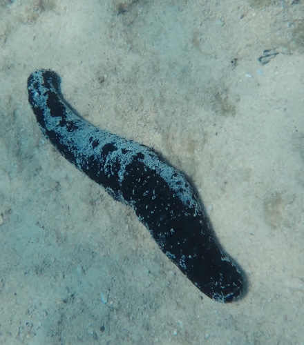 Holothuria atra observed 2026-10-28