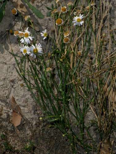 Brachyscome basaltica · iNaturalist