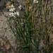 Brachyscome basaltica gracilis - Photo (c) Russell Best, some rights reserved (CC BY), uploaded by Russell Best
