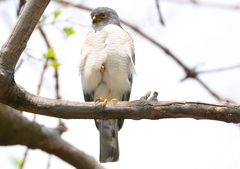 Little Sparrowhawk photo 4