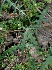 Senecio runcinifolius