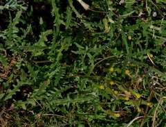Senecio runcinifolius