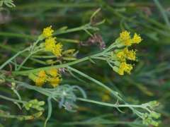 Senecio cunninghamii cunninghamii