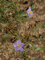 Solanum lacunarium