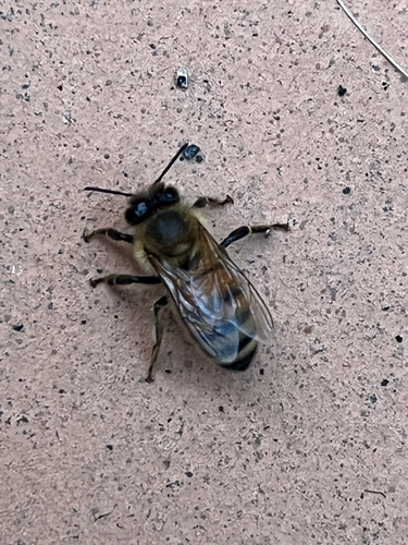 Apis mellifera photograph by the iNaturalist community