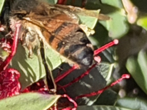 Apis mellifera photograph by the iNaturalist community