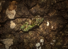 Sorolopha delochlora