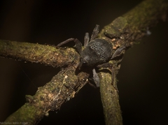 Onidistus araneus