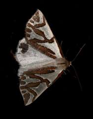 Thalaina inscripta