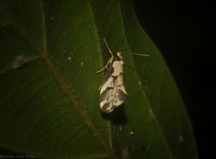 Philenora chionastis