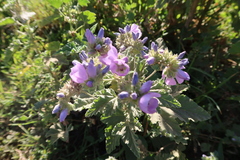 Tarasa capitata