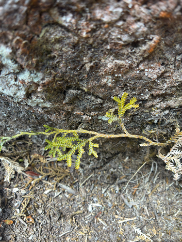 Diphasium scariosum observed 2026-10-24