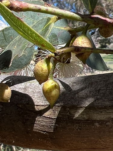 Eucalyptus observed 2026-10-29