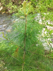 Pinus koraiensis