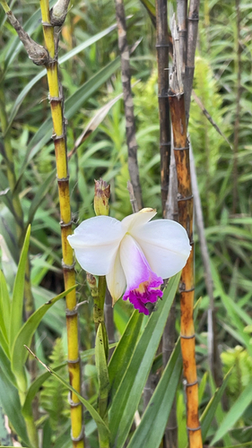 Arundina graminifolia observed 2026-10-28