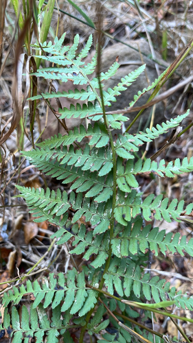 Dryopteris observed 2026-10-28