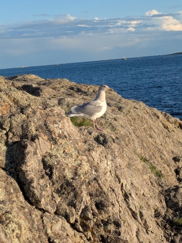 Larus glaucescens observed 2026-10-28