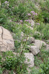 Valeriana alternifolia