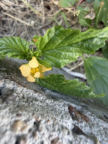 Malvastrum coromandelianum observed 2026-10-28