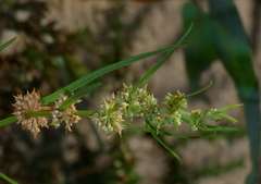 Rumex crystallinus