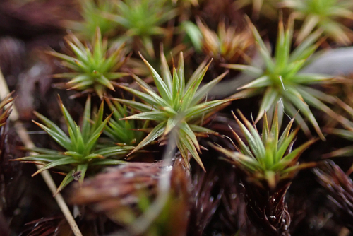 Polytrichum juniperinum observed 2026-10-28
