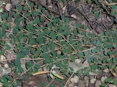Euphorbia drummondii