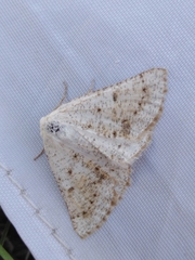 Dyscia conspersaria