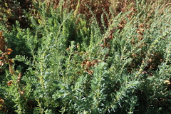 Suaeda foliosa