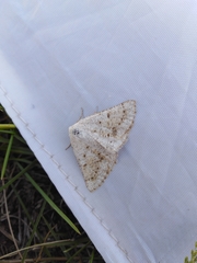 Dyscia conspersaria