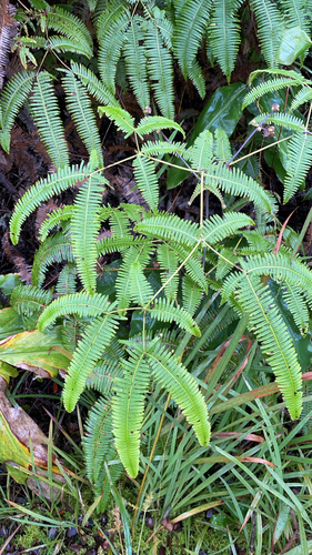 Dicranopteris linearis observed 2026-10-28