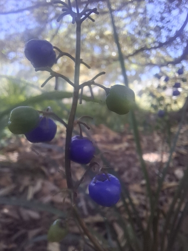 Dianella observed 2026-10-29