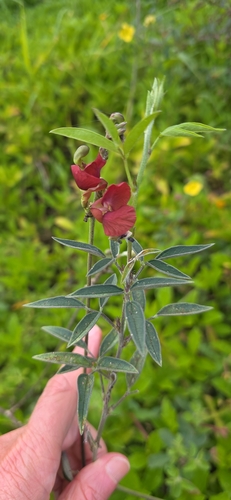 Macroptilium lathyroides observed 2026-10-29